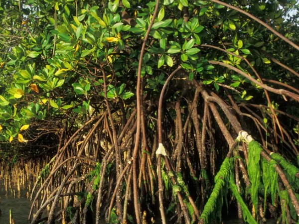Climate Resilience