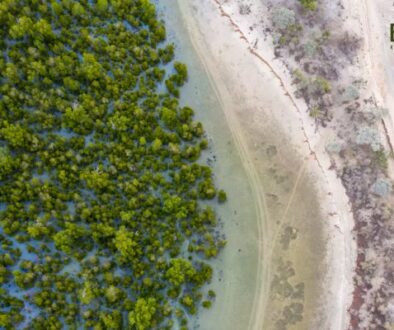 Mangrove Mapping