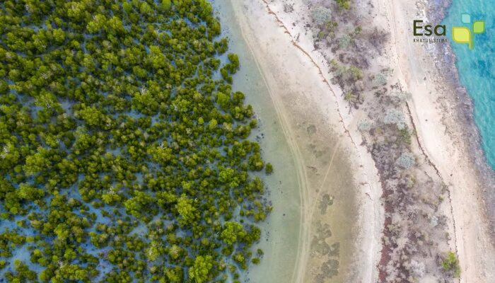 Mangrove Mapping