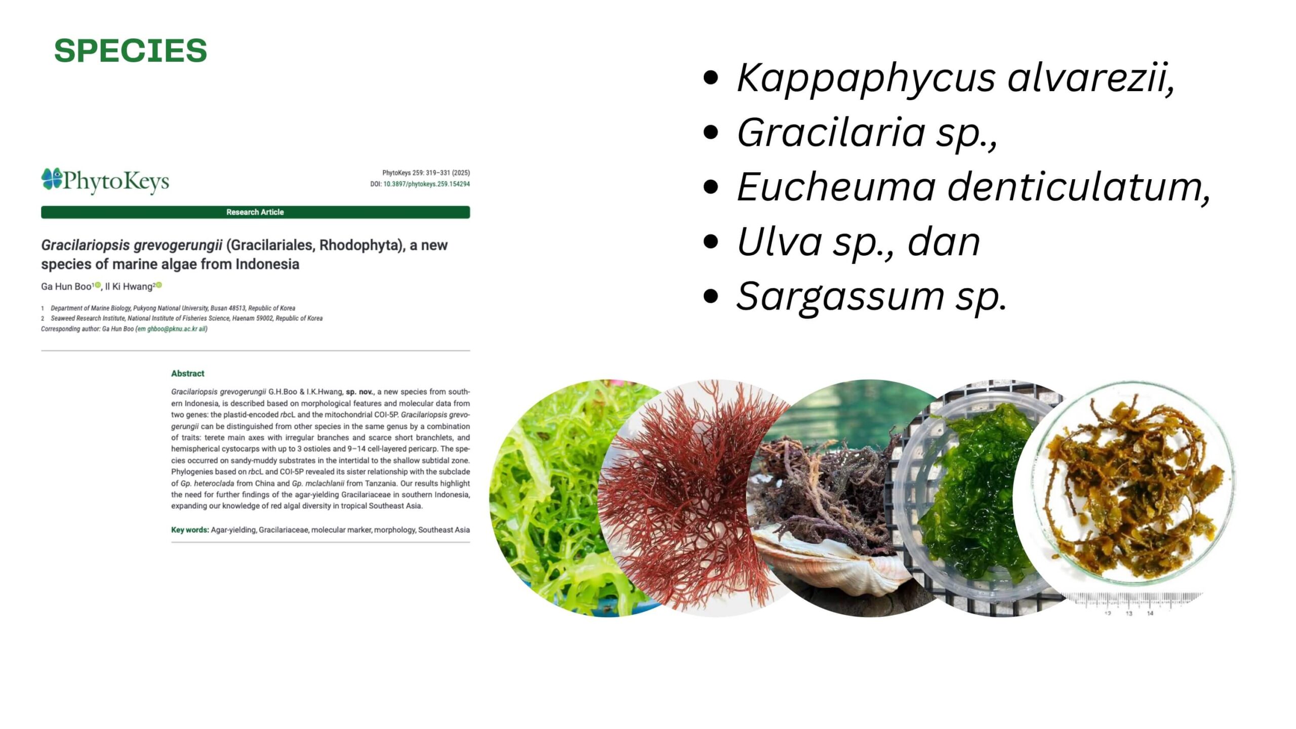 seaweed_page-0007